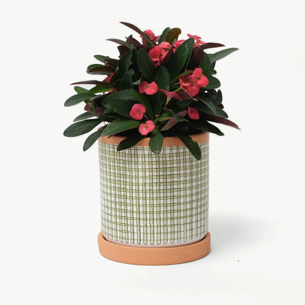 Petit cache pot - Casa atlantica