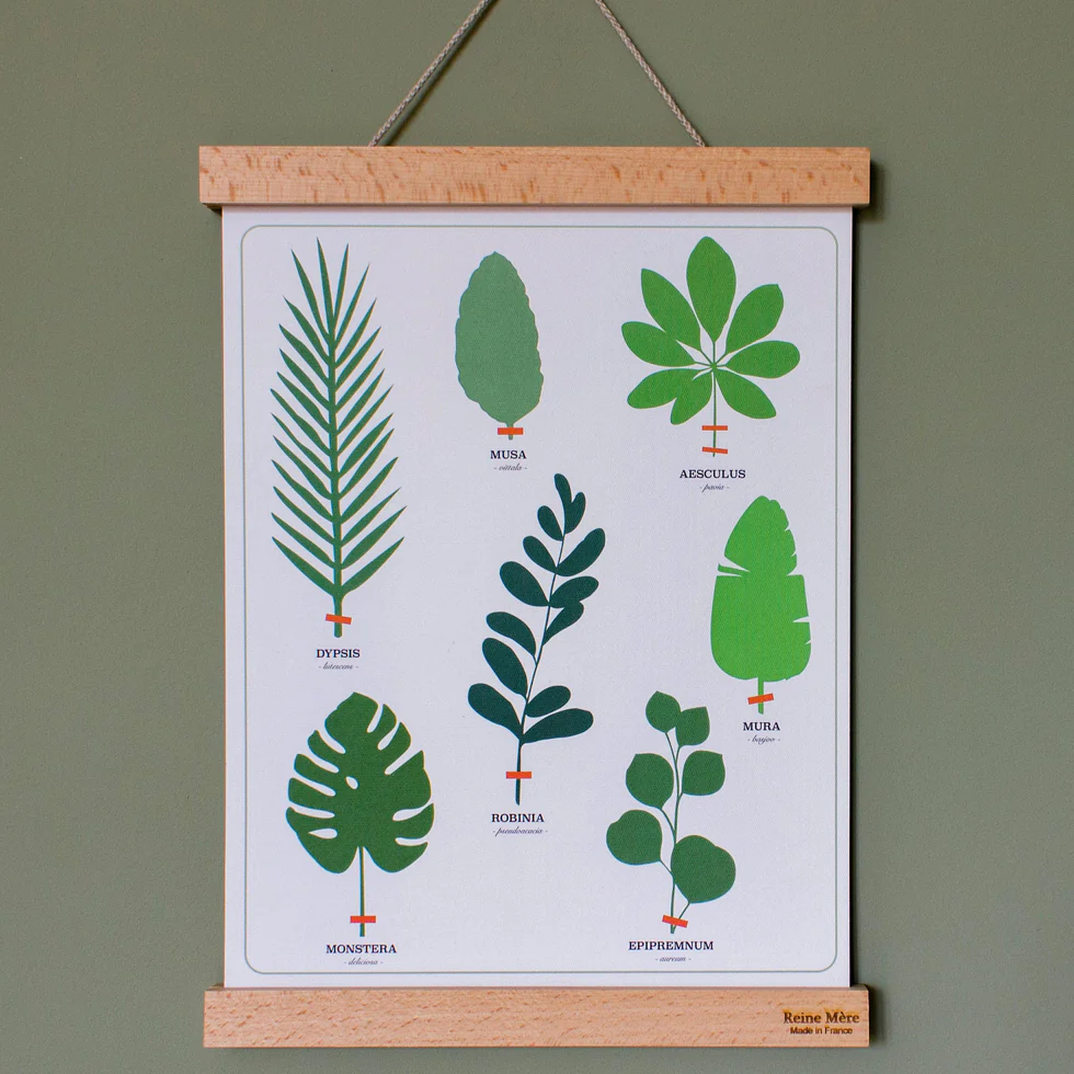Porte affiche tasseaux Hêtre massif - Reine mère